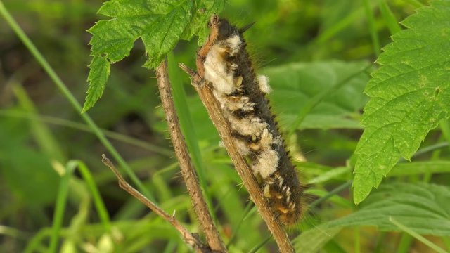 Larvae of the parasitoid wasps on the сaterpillar of Euthrix potatoria's butterfly.