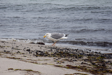seagull on the beach