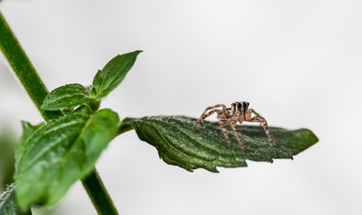 Jump spider on mint leaf