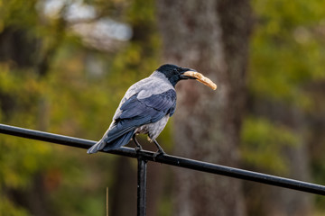 perched crow with bread in its beak