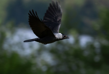 jackdaw flying in the shade