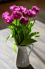 Fototapeta na wymiar Violette Tulpen im Milchkännchen