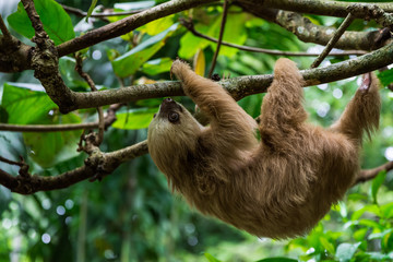 Faultier in Costa Rica