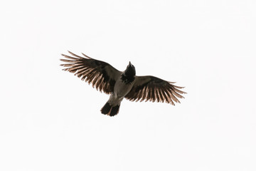 flying crow isolated on white background