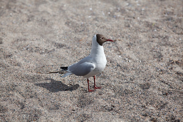 Black headed Gull, Larus ridibundus, Oslo, Norway