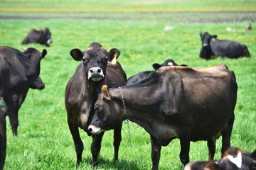 Obraz na płótnie Canvas Beef Cattle