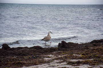 seagull on the beach
