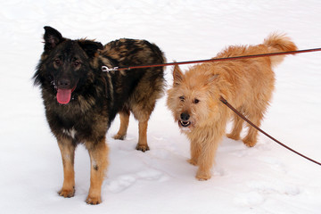 Two shaggy dogs brown and red with leashes on a background of snow