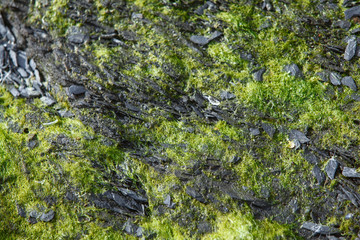 Background -Stone texture with moss - Stone Wall, Norway