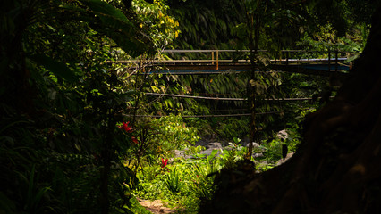 old bridge in jungle rainforest. jungle landscape river in rainforest. rainforest with green, lush vegetation