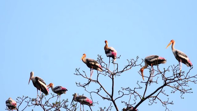4K Anastomus oscitans birds