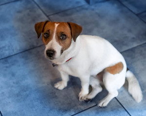 Portrait of a small dog Jack Russell Terrier sitting on a blue tile. Cute pet looking at the camera