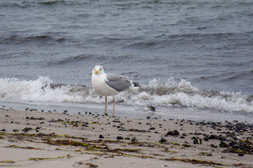 seagull on the beach