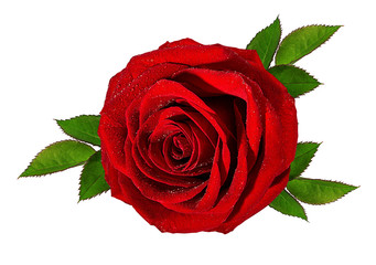Fresh beautiful rose isolated on white background with clipping path