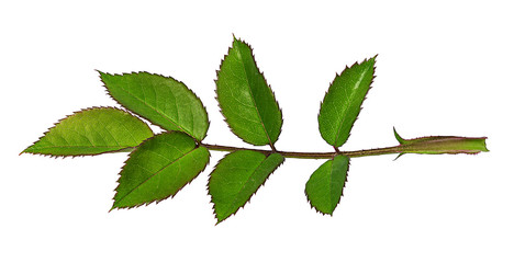 Fresh beautiful rose isolated on white background with clipping path