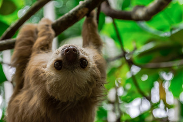 Faultier in Costa Rica © Martina Clerc