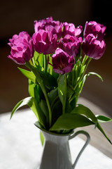 Zarte lila Tulpen im Sonnenlicht von hinten