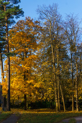 maple tree branches with vivid colored leaves against blue sky background,