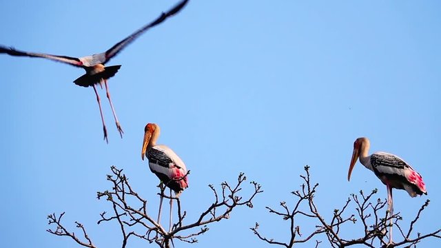 HD 1080p super slow Anastomus oscitans birds