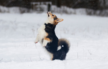 welsh corgi puppy in winter