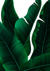 Vector Tropical Banner with Realistic Banana Tree Leaves