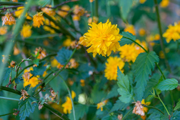 Blooming dandelion flower