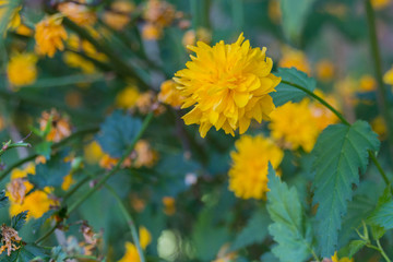 Blooming dandelion flower