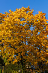 maple tree branches with vivid colored leaves against blue sky background,