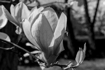 Black and white flower Liriodendron Tulipifera (Tulip Tree, American Tulip Tree, Tuliptree, Tulip Poplar, Whitewood, Fiddle-tree)