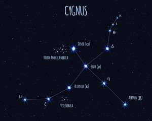 Cygnus (The Swan) constellation, vector illustration with the names of basic stars against the starry sky