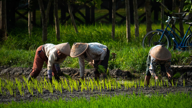 women farmers planting rice while standing in water. asian female farmer planting rice in field java, indonesia