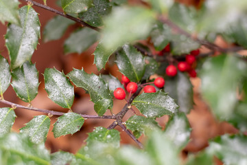 Holly bush with berries growing