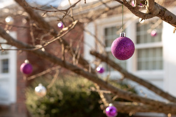 Purple bulb hanging from tree outside