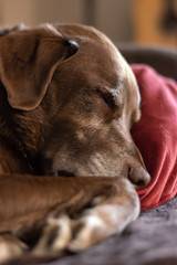 Dog sleeping on a pillow