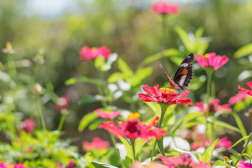  beautiful butterflies in the flower garden