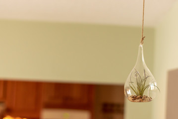 Succulent inside glass bowl hanging from ceiling