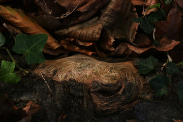 Tree root with unique pattern