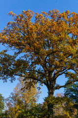 Autumn. Luxurious crown of oak with yellowed leaves against the blue sky.