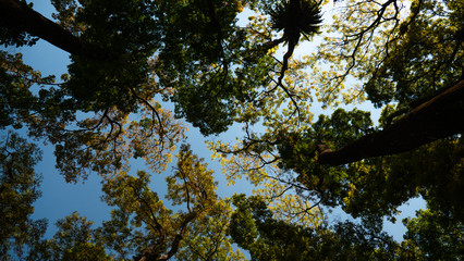 Variety crowns trees in forest against blue sky. Bottom view of trees. Sunlight rays are going through tree crowns.