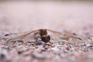 Close-up of a Dragonfly