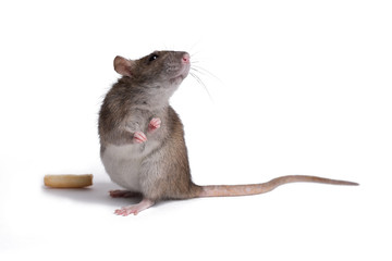 rat close up isolate on white