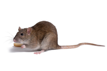 rat close up isolate on white
