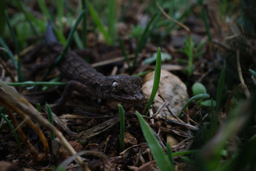 Lizard in the grass.Macro photo