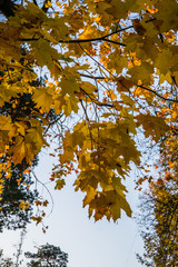 maple tree branches with vivid colored leaves against blue sky background,