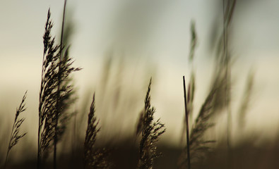 A beautiful background from the silhouette of a grass haulm against the evening sun