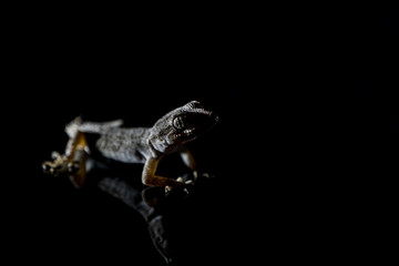 Lizard on black background.Macro photo