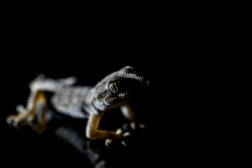 Lizard on black background.Macro photo