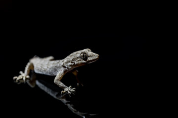 Lizard on black background.Macro photo