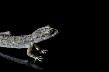 Lizard on black background.Macro photo