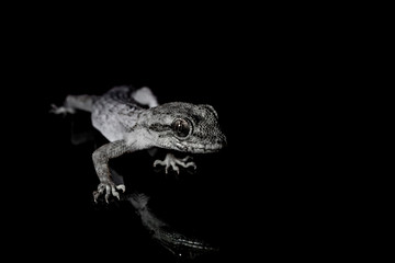 Lizard on black background.Macro photo